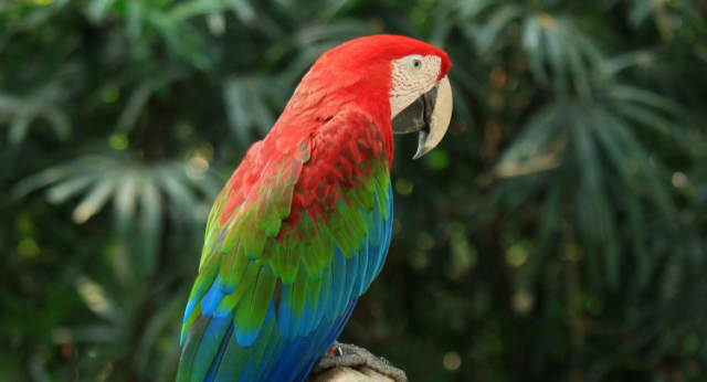 Animal silvestre não é pet: CIVAP conscientiza sobre o combate ao tráfico da fauna