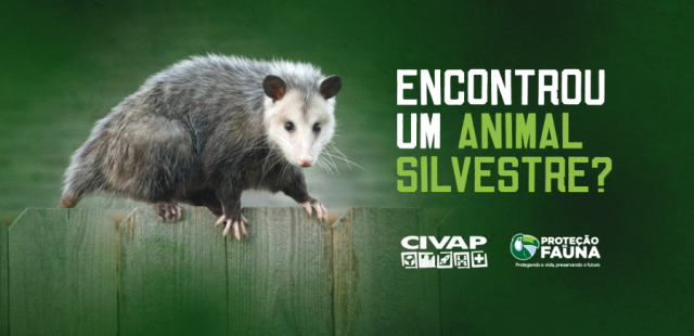 Você sabe o que fazer ao encontrar um animal silvestre?