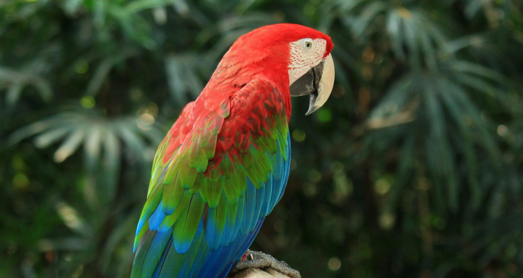 Animal silvestre não é pet: CIVAP conscientiza sobre o combate ao tráfico da fauna Animal silvestre não é pet: CIVAP conscientiza sobre o combate ao tráfico da fauna