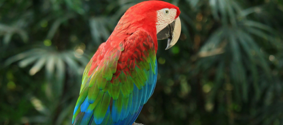 Animal silvestre não é pet: CIVAP conscientiza sobre o combate ao tráfico da fauna Animal silvestre não é pet: CIVAP conscientiza sobre o combate ao tráfico da fauna