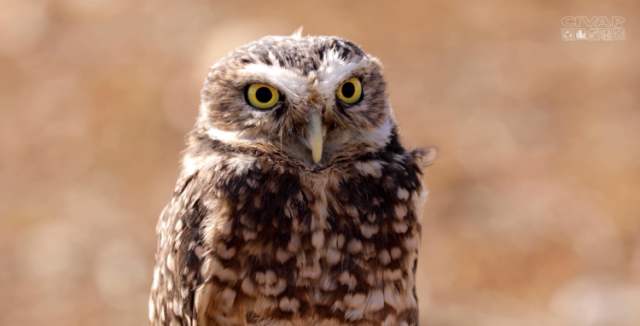 Tráfico de animais silvestres: um crime que ameaça a biodiversidade e o equilíbrio ambiental