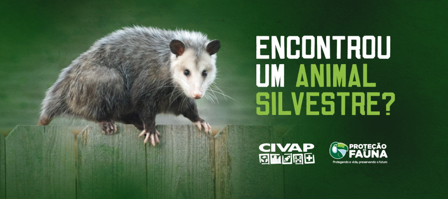 Você sabe o que fazer ao encontrar um animal silvestre? Você sabe o que fazer ao encontrar um animal silvestre?